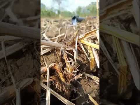 Our Gram started to appear । हमारा चना दिखना शुरू हो गया।#short