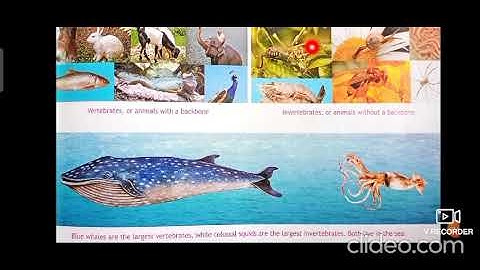 Class 4 /ICSE/ Science/ Lesson 7 part 1/  session 14