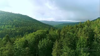Forest Drone Footage Full HD | Free Copyright Nature Drone Shots | Free Stock HD Videos