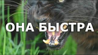 видео Бега животных (насекомых)