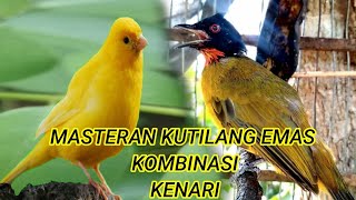 suara burung kutilang emas kombinasi burung kenari