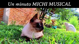 😻1 MINUTO con los GATOS!