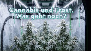 Es wächst sogar bei Frost.