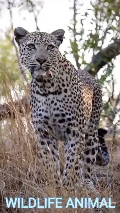 DANGER CHEETAH TAKE A HUNTER 2022.