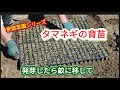 【タマネギの育苗】発芽したらセルを畝に移して栽培【家庭菜園シリーズ】