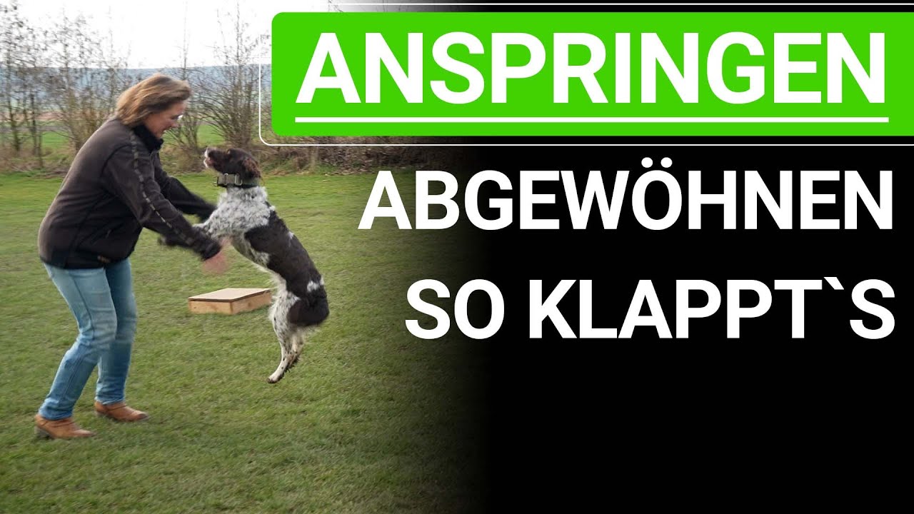 🐕🐶 Wie du deinem Hund das Anspringen abgewöhnen kannst! ➡️ Praxisvideo 🐕🐶✔️