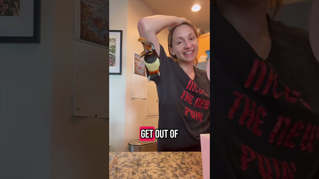 I Never Win These Arguments Toucan Bird Petbird Pettoucan Exot  