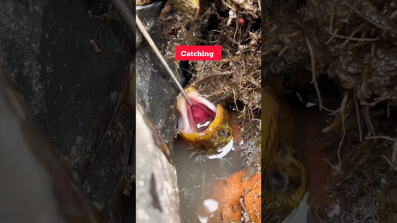 Incredible Big Eal fish Catching traps  