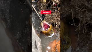 Incredible Big Eal Fish Catching Traps  fishing fishing eal