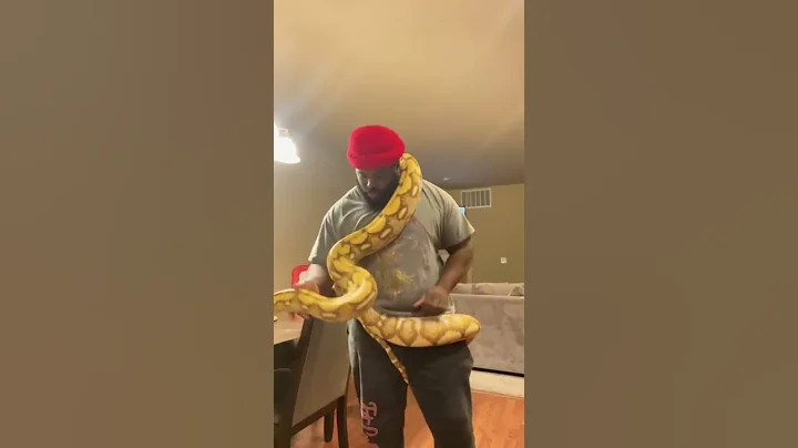 My 3 year old Mochino Tiger girl! Pushing 14ft/15ft #snake #pets #reticulatedpython #python #giant