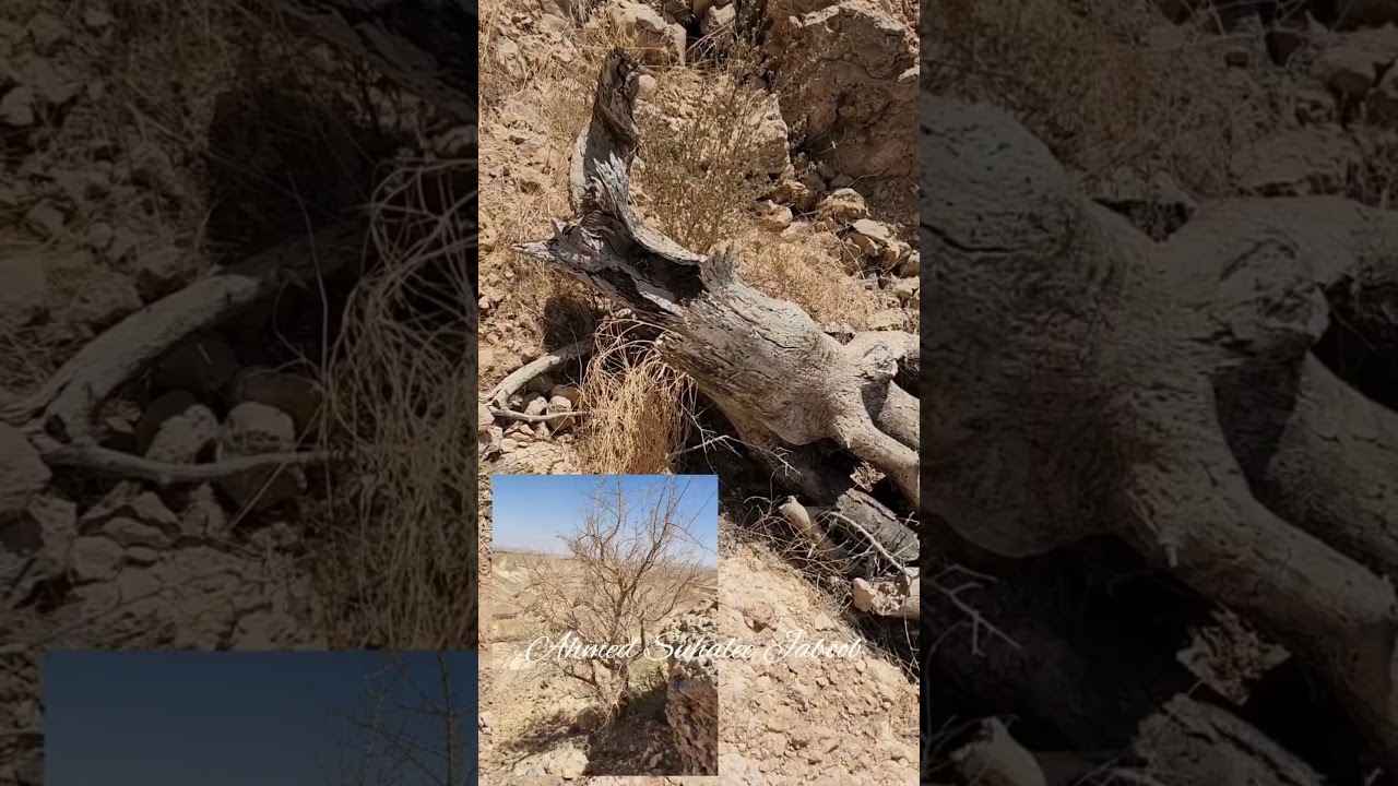 Commiphora myrrha تحديات من أجل البقاء