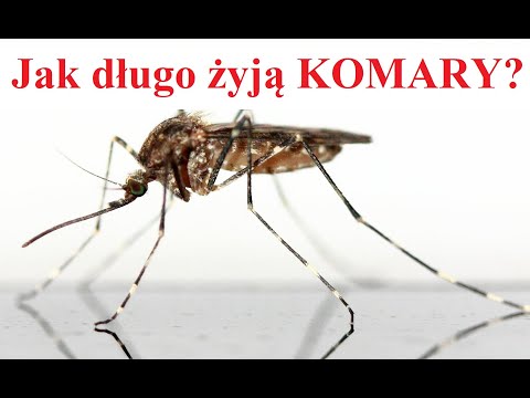 Wideo: Jak Długo żyją Komary?