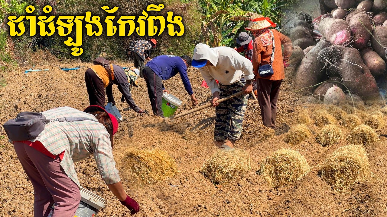 ដល់ពេលដែលប្រជាកសិករខ្មែរដាំដំឡូងកែវពឹងទៀតហើយ