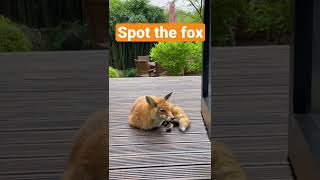 Spot the fox