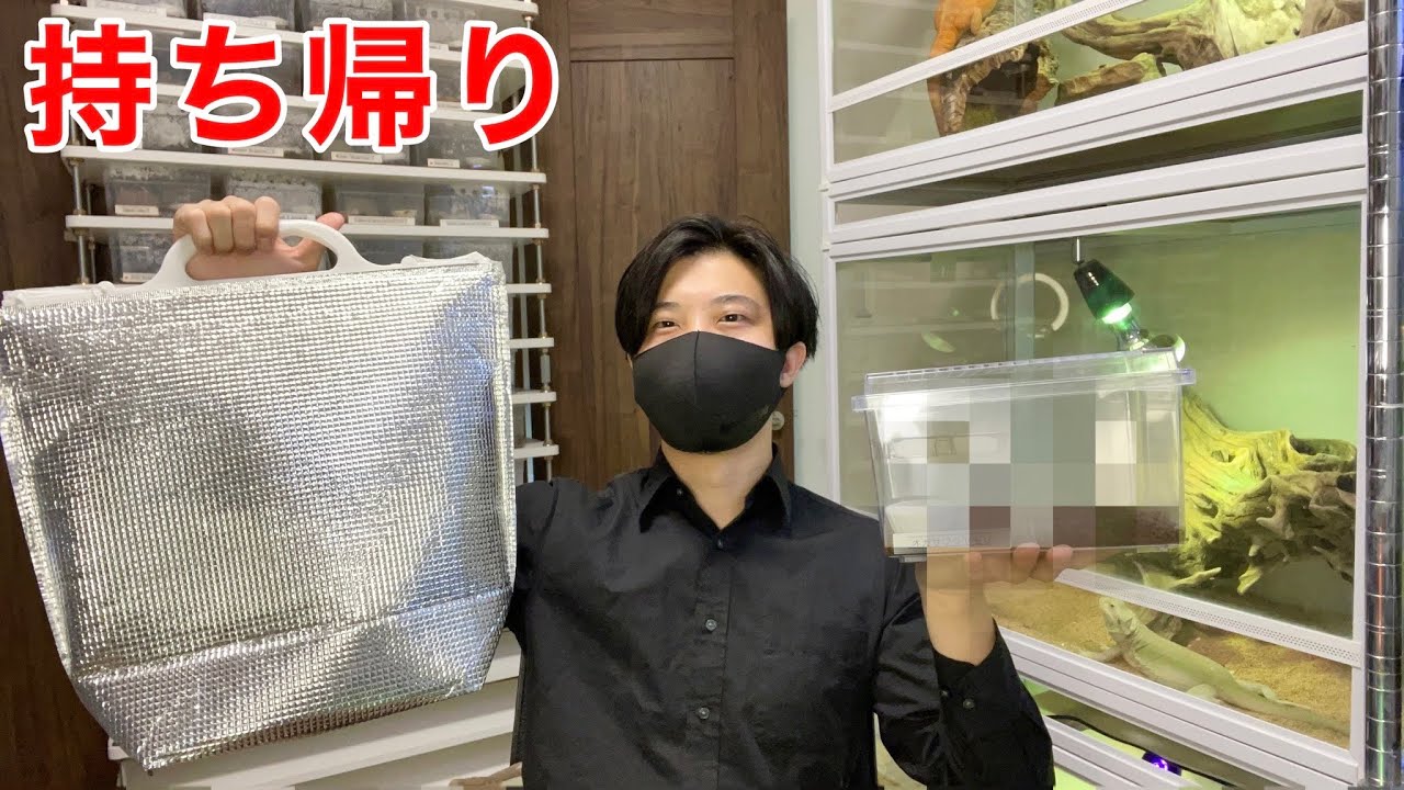 沖縄で捕獲した厳選個体を紹介！