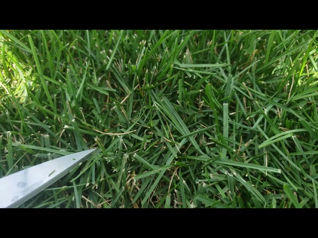 ASMR CUTTING GRASS WITH SCISSORS CUTTING SOUNDS TINGLES NATURE RELAXING TAPPING OUTDOORS class=