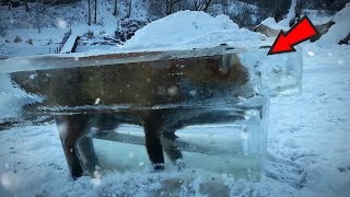 5 Unbelievable Frozen Animals!
