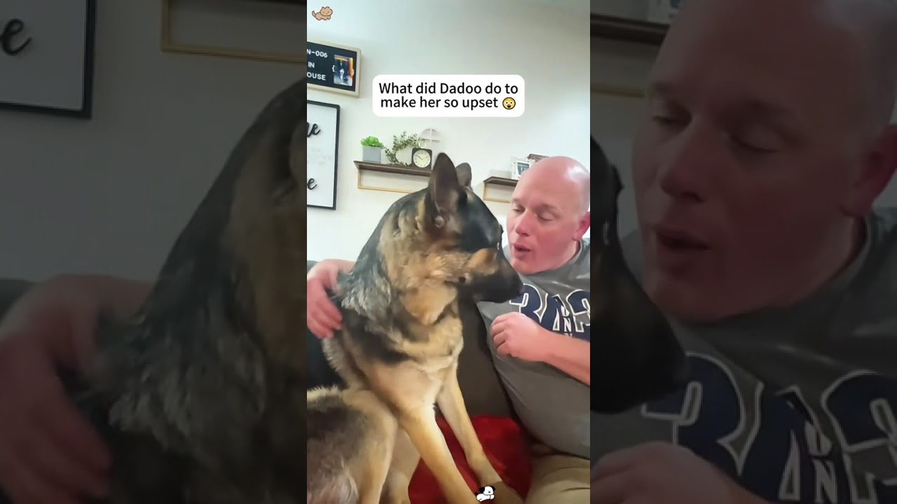 Funny german shepherd dogs 🐶🤣😂🤪usa funnyvideos funnymoments dog do