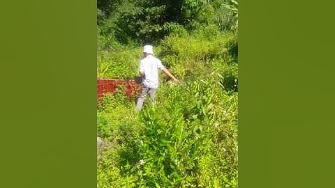 ném trứng để tìm chọn chỗ đất để đào huyệt chôn người đã chết .phong tục dân tộc thái