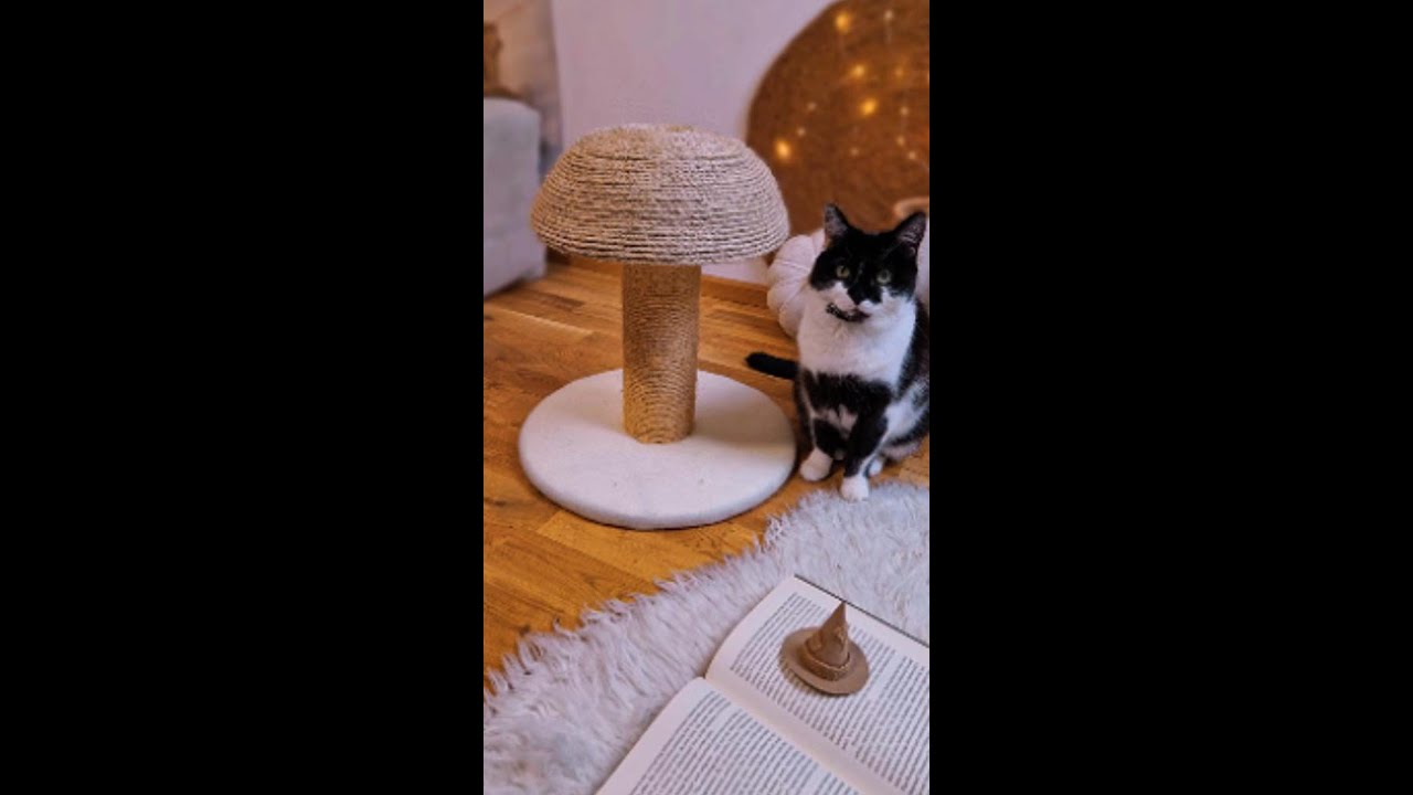 Neighbor's Lawsuit Against My Dog Son