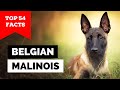 99 of belgian malinois owners dont know this