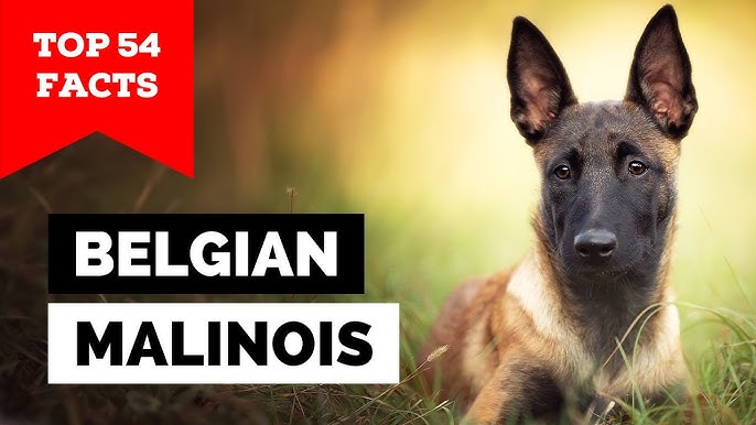 Belgian Malinois Breed Info: Pics, Puppies & Facts