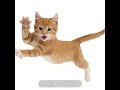 mama got that buncha crunch cake #video #alightmotion #videos #cat #cats #short #shorts #bunchacake