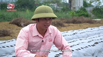 Khám phá vùng trồng cà gai leo lớn nhất Việt Nam cùng bệnh nhân viêm gan virus - Cà gai leo Tuệ Linh