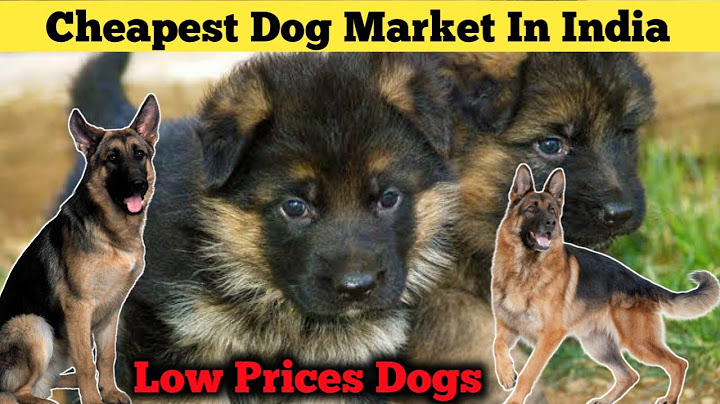Extra large german shepherd puppies for sale near me