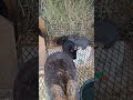 Mama and her babys 🩵🐰😍 #rabbits #homesteading #cutenessoverload #bunnies