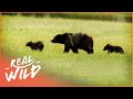 Black Bear Family's Epic Journey Of Survival (Bear Documentary) | Real Wild