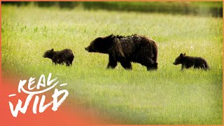 Black Bear Family's Epic Fight For Survival (Bear Documentary) | Real Wild