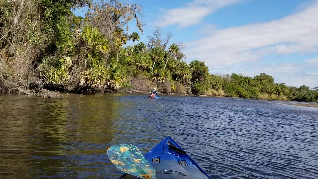 Kayaking the Manatee River YouTube