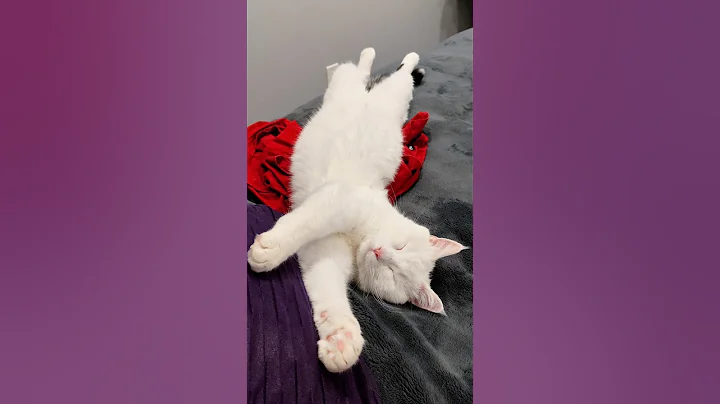 Watch the video about ✨A charming purring cat😻#cat #catlover #cute #kitten #cuteanimals #pets #funnycats