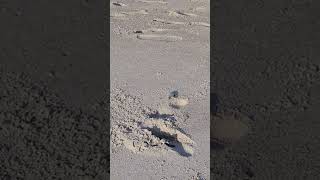 Loggerhead sea turtle hatchlings racing for the water. Fla., August 2023