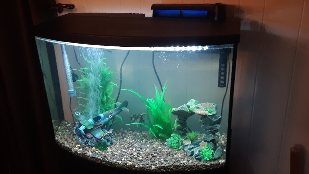 Putting fish in the 36 gallon Aquarium YouTube