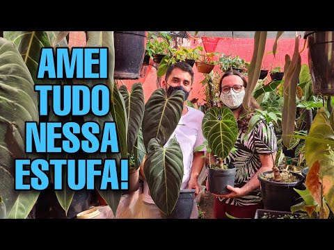 CHOCADO COM AS PLANTAS DESSE COLECIONADOR DE ARACEAE - AROID