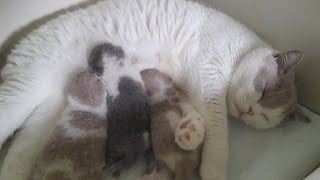 British Shorthair Kittens | 1 Week Old by SnowCastle Cats 77 views 2 months ago 2 minutes, 35 seconds