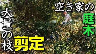 庭のツバキとクチナシを剪定する小屋暮らし弱者男性