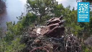 Loch of the Lowes 2020: Female osprey intruder - 6th April 2020