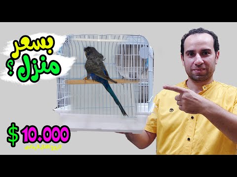 أغلى طائر بادجى فى العالم بسعر عربية أو شقة