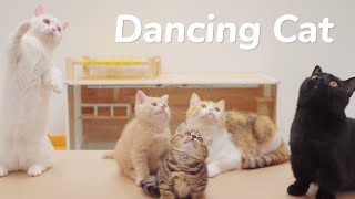 Dancing Kittens, You Won't Believe This! - Day 60 @ Baby Kittens Day 1 to Day 100 Lucky Paws Vlogs