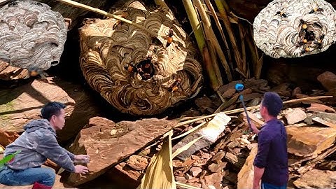 cận cảnh khai thác những tổ ong vò vẽ #thợ rừng T N #