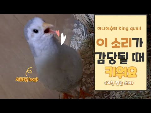 시끄러운 수컷 미니메추리 감당하실 수 있겠습니까? noisy male king quail