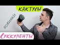 Космические Суккуленты//Кактусы//Новинки в Марте.