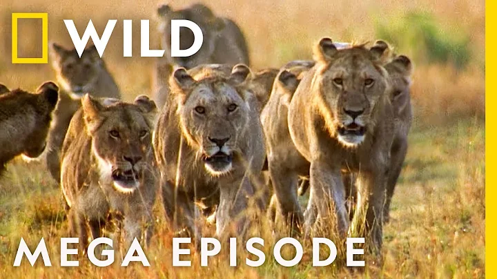 World's Deadliest MEGA EPISODE | Season 1 Full Episodes | Nat Geo Wild - DayDayNews