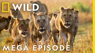 World's Deadliest MEGA EPISODE | Season 1 Full Episodes | Nat Geo Wild screenshot 3