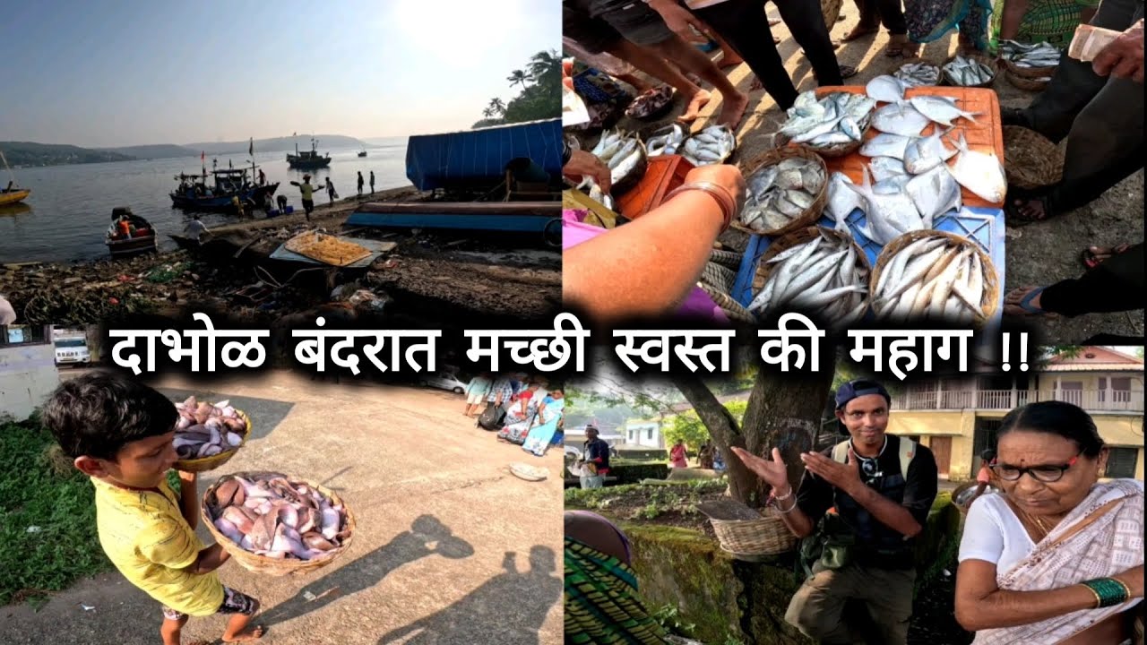 दाभोळ बंदरात मच्छी स्वस्त की महाग ?? | Dabhol Bandar Fish Market Auction (कोकण)