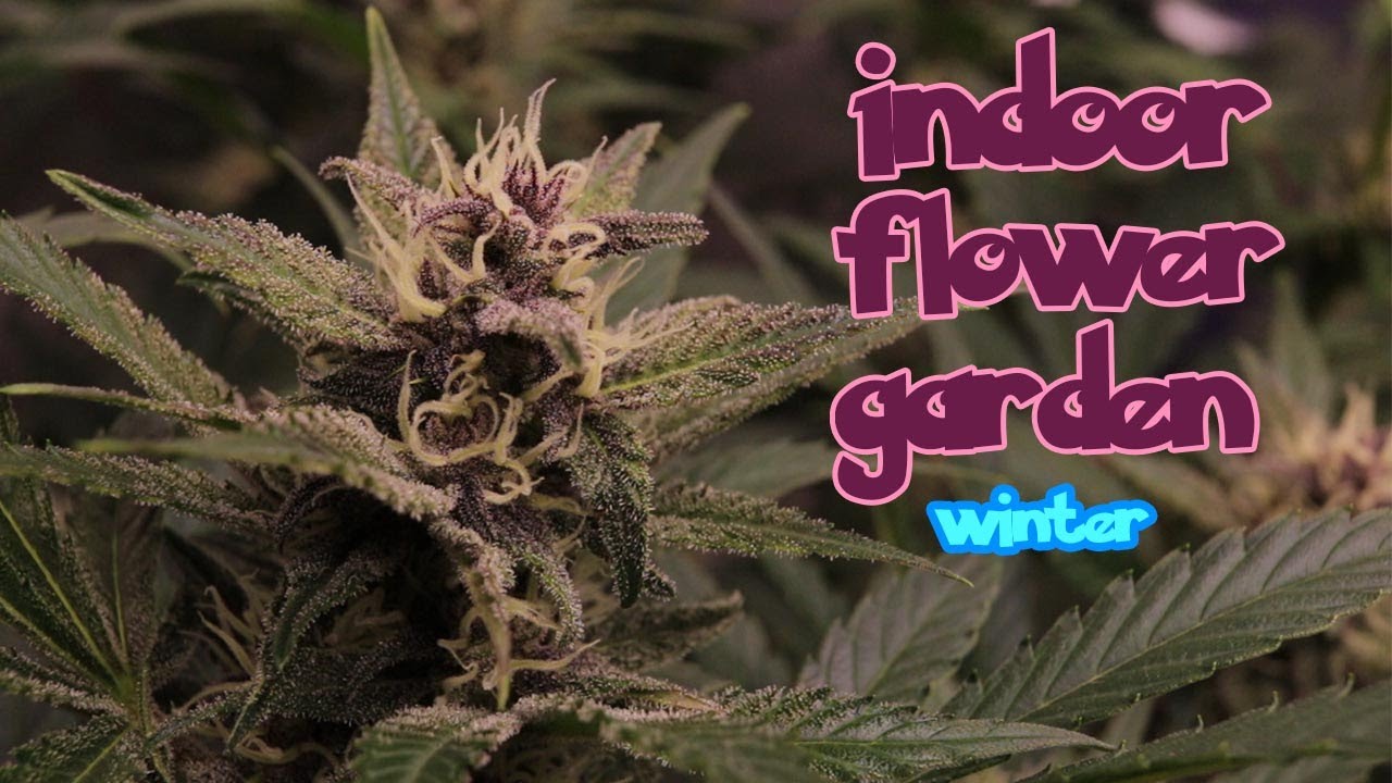 Indoor Flower Garden How to Grow Flowers organic easy garden 