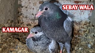 Red Eye Pigeons have also started Breeding ??